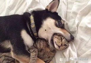 郑州爆料猫咪视频最新,萌宠瞬间引发网友热议 第1张 郑州爆料猫咪视频最新,萌宠瞬间引发网友热议 第1张