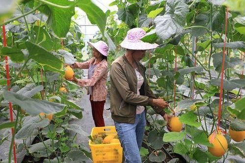 网红吃瓜营地,揭秘娱乐圈幕后风云  第2张